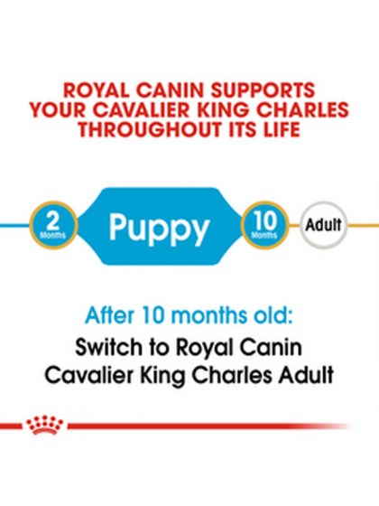 BHN CAVAL KING CHARLES PUPPY 1,5K_web3